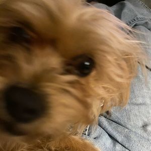 Meet your Posher, Jeff